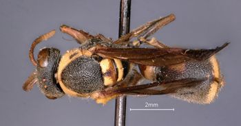 Media type: image;   Entomology 36004 Aspect: habitus dorsal view